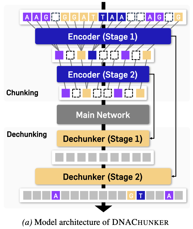DNAChunker model architecture: two-stage encoder, main network, two-stage dechunker